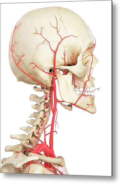 Artwork Metal Print featuring the photograph Human Vascular System #4 by Sciepro