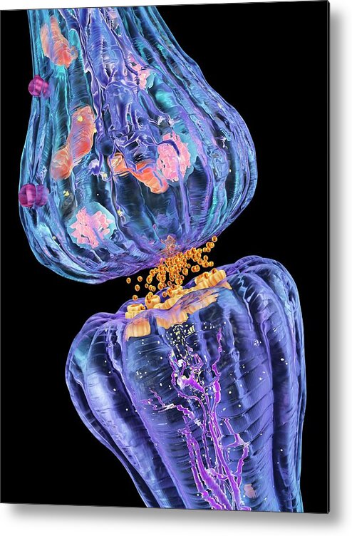 Artwork Metal Print featuring the photograph Nerve Synapse by Alfred Pasieka/science Photo Library