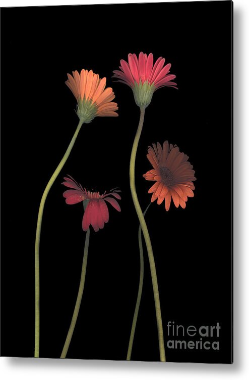 Black Metal Print featuring the photograph 4Daisies on Stems by Heather Kirk
