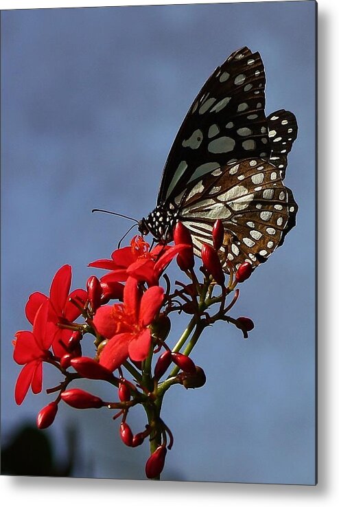 Insect Metal Print featuring the photograph A Butterfly's World by Bruce Bley