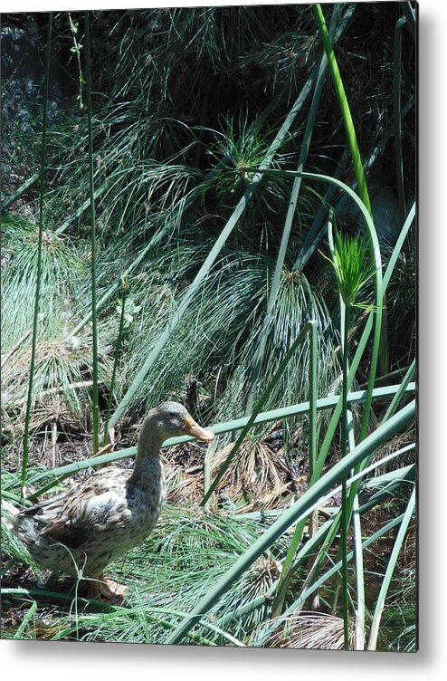 A Speckled Duck Metal Print featuring the photograph A Speckled Duck by Esther Newman-Cohen