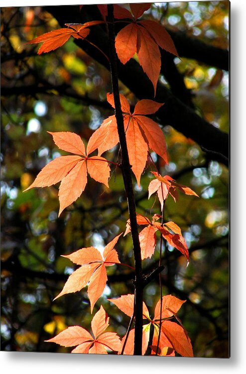 Autumn Leaves Metal Print featuring the photograph A Strand of Leaves I by Kimberly Mackowski