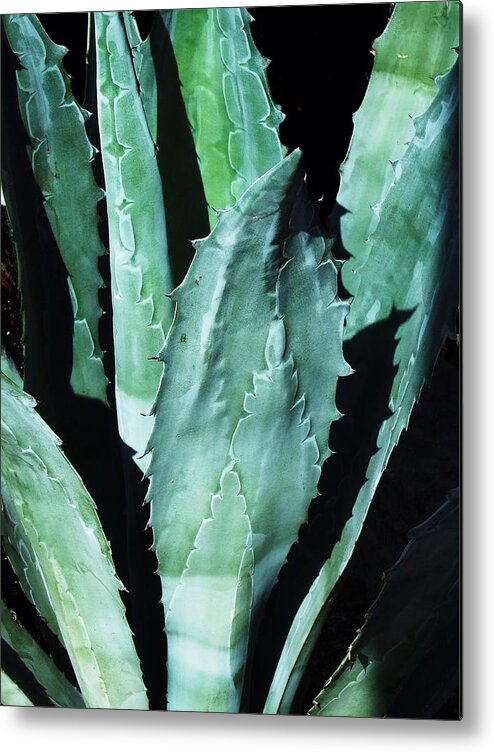 Agave Metal Print featuring the photograph Agave by Steve Ondrus