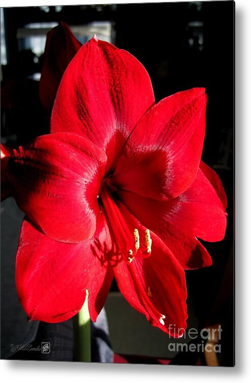 Mccombie Metal Print featuring the photograph Amaryllis named Black Pearl by J McCombie