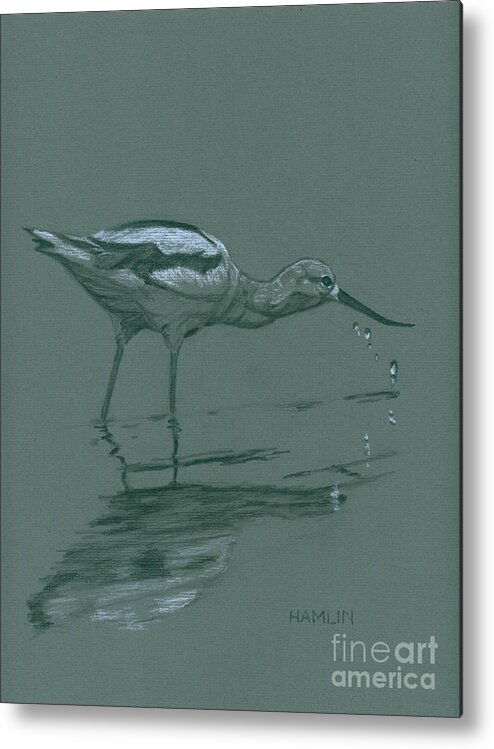 Bird Metal Print featuring the drawing American Avocet by Steve Hamlin