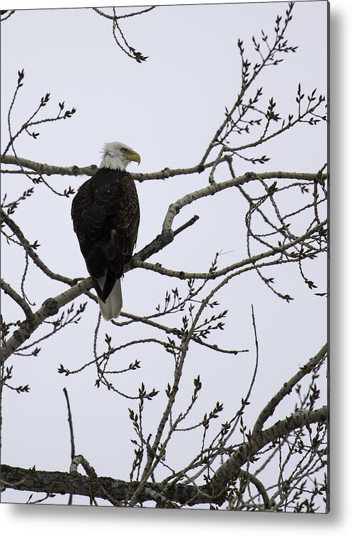 I Photographed This Eagle In A Location I Do Not Get To Very Often. It Was Very Good To See Many Eagles Metal Print featuring the photograph American Bald Eagle 4 by Thomas Young