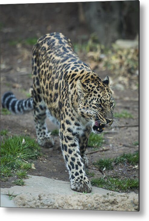 Amur Leopard Metal Print featuring the photograph Amur Leopard by Phil Abrams