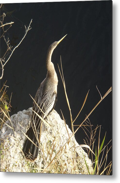 Anhinga Metal Print featuring the photograph Anhinga by Robert Nickologianis