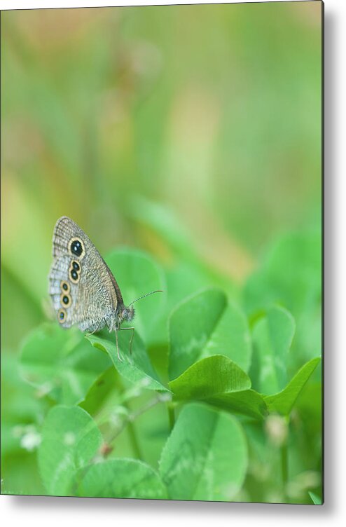 Insect Metal Print featuring the photograph Argus Rings Butterfly by Polotan