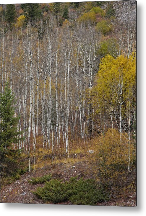 Outdoors Metal Print featuring the photograph Aspens In Fall by Ron Crabtree