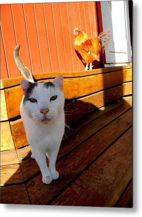 Cat Metal Print featuring the photograph Attitude by Andrea Galiffi