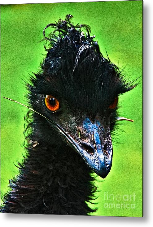 Wildlife Metal Print featuring the photograph Australian Emu by Blair Stuart