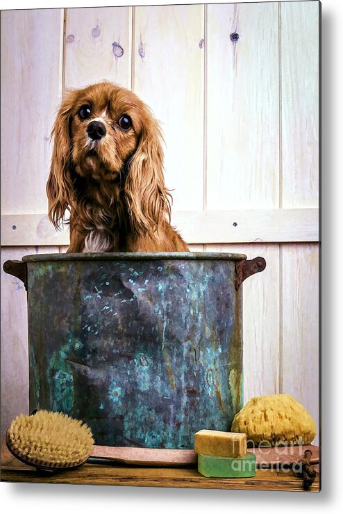 Max Dog King Charles Spaniel Pet Bath Time Sad Pet Cute Puppy Metal Print featuring the photograph Bath Time - King Charles Spaniel by Edward Fielding