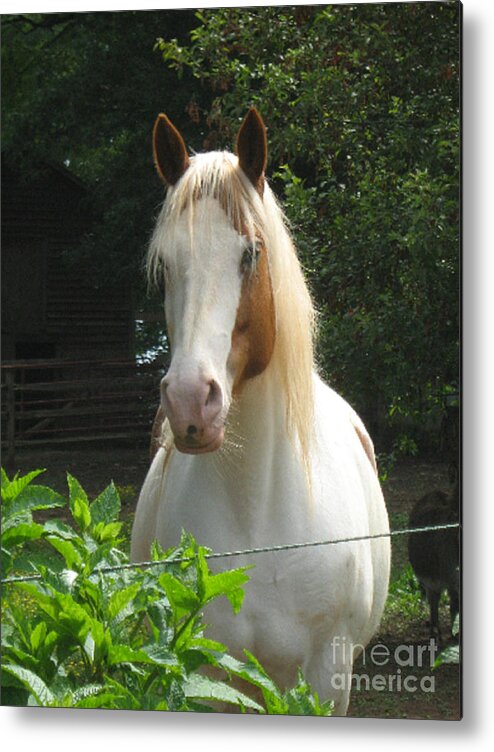 Horse Metal Print featuring the photograph Beedahbeen by Wendy Coulson