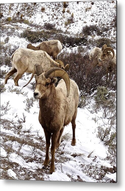 Sheep Metal Print featuring the photograph Big Horn Sheep in the Snow by Tisha Clinkenbeard