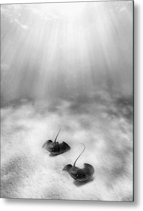 Above Metal Print featuring the photograph Black and White Rays by M Swiet Productions
