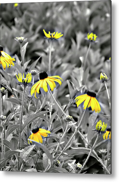 Blackeyed Susan Metal Print featuring the photograph Black-Eyed Susan Field by Carolyn Marshall