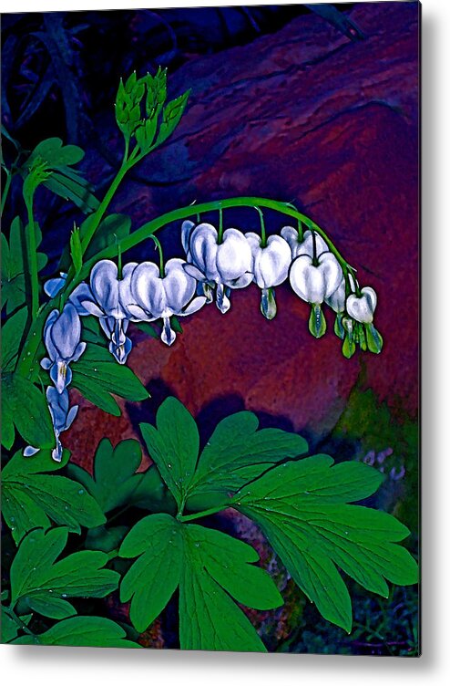 Flower Metal Print featuring the photograph Bleeding Heart 1 by Pamela Cooper