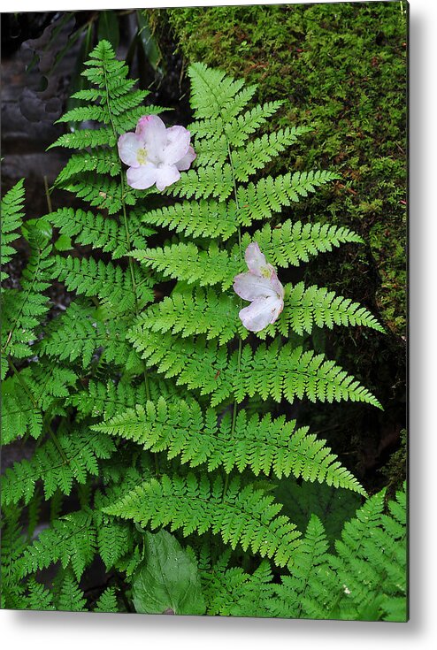Plants Metal Print featuring the photograph Blossoms on Fern by Alan Lenk