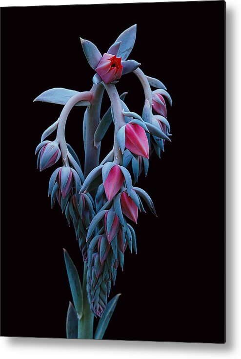 Succulent Metal Print featuring the photograph Blue and Pink Succulent by Robert Woodward