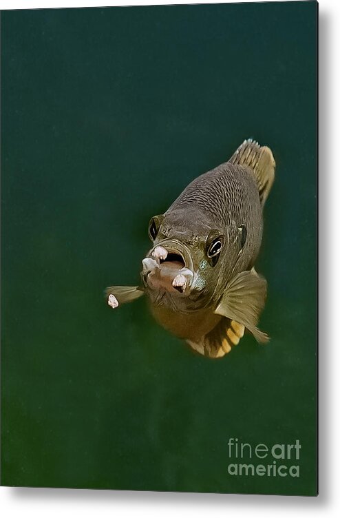 Blue Gill Metal Print featuring the photograph Blue Gill Feeding by Gwen Gibson