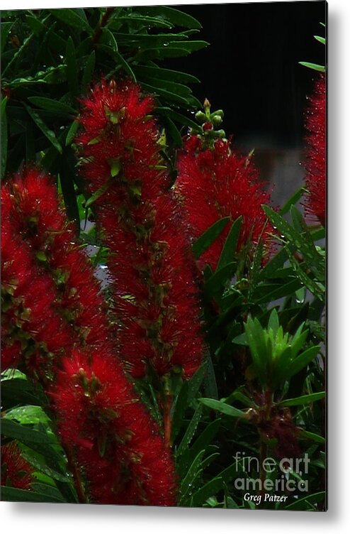 Patzer Metal Print featuring the photograph Bottle Brush by Greg Patzer