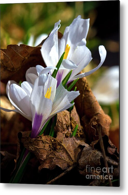 Flowers Metal Print featuring the photograph Breaking Through by Charles Lupica