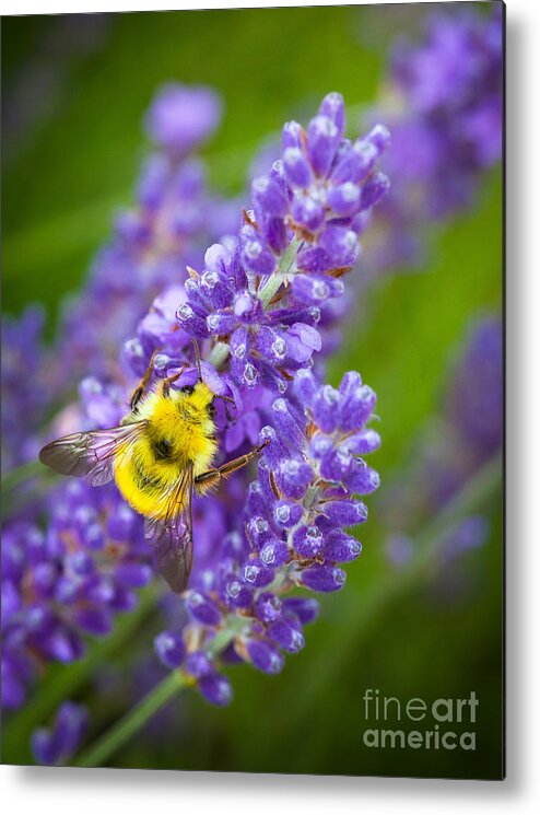 America Metal Print featuring the photograph Bumble Bee and Lavender by Inge Johnsson