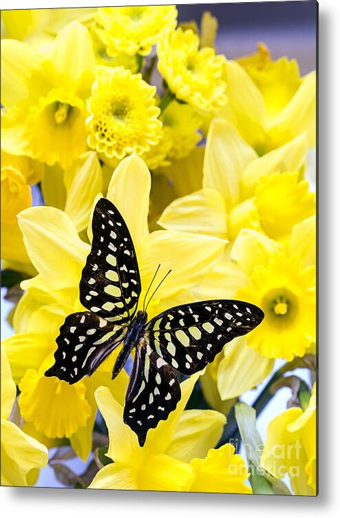 Daffodil Metal Print featuring the photograph Butterfly among the daffodils by Edward Fielding