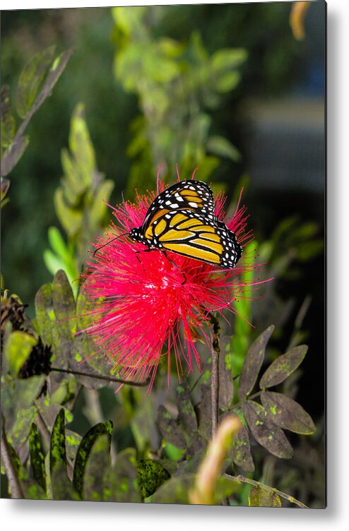 Photography Metal Print featuring the photograph Butterfly in Flower Bush by RobLew Photography