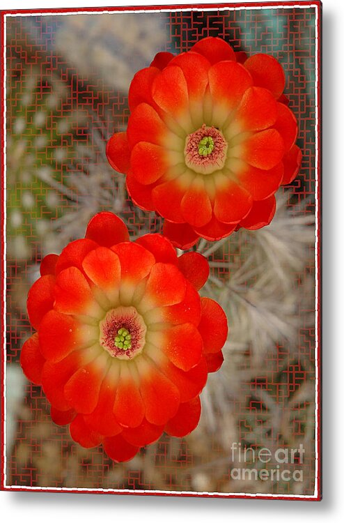 Cacti Metal Print featuring the photograph Cactus Blooms by Vivian Christopher