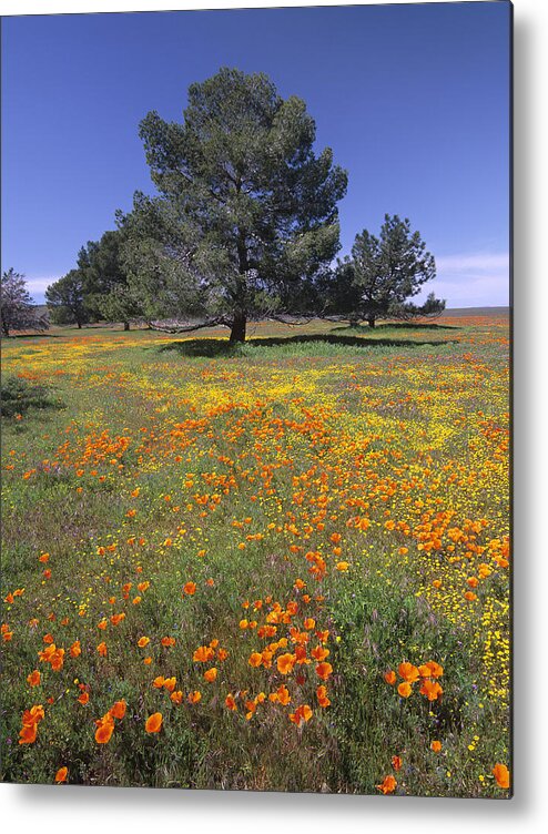 Feb0514 Metal Print featuring the photograph California Poppy And Eriophyllum by Tim Fitzharris