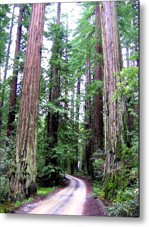 California Redwoods 1 Metal Print featuring the digital art California Redwoods 1 by Will Borden