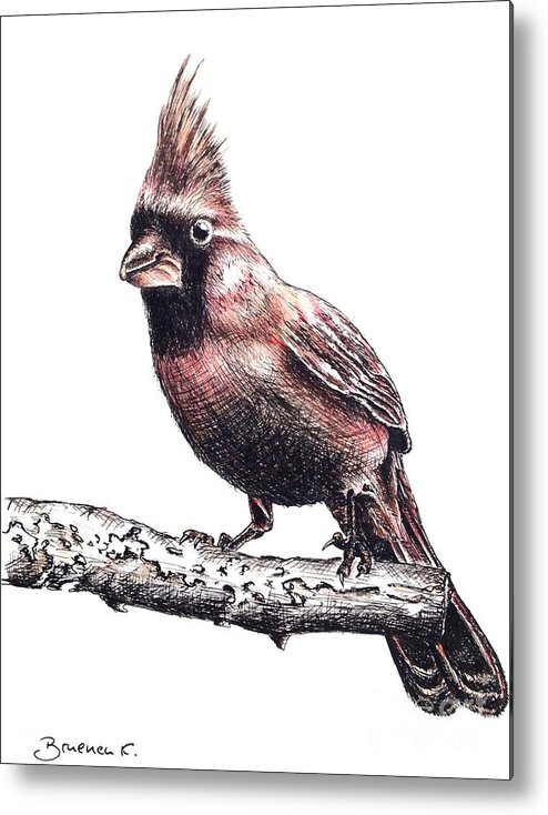 Ink Sketch Metal Print featuring the drawing Cardinal male by Katharina Bruenen