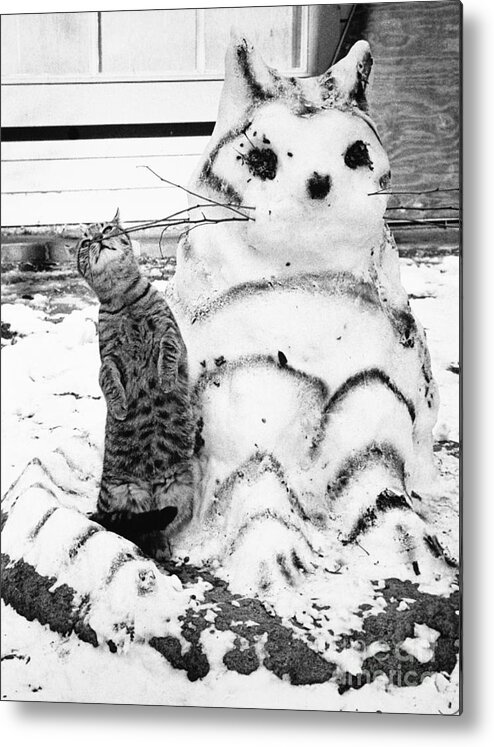 Animal Metal Print featuring the photograph Cat And Snowcat by Jack Rosen