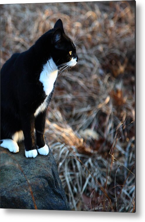 Cat Metal Print featuring the photograph Cat at Sunrise by Michael Dougherty