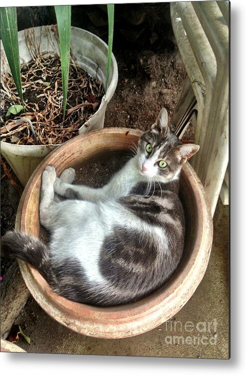 Cats Metal Print featuring the mixed media Cat In Planter by Lauren Serene