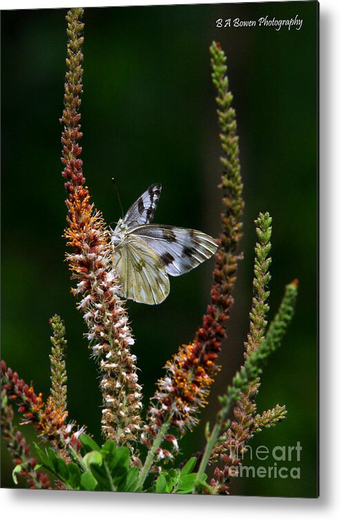 Checkered White Butterfly Metal Print featuring the photograph Checkered White on an Indigo by Barbara Bowen