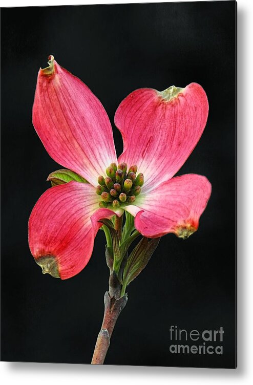 Red Metal Print featuring the photograph Cherokee Chief Dogwood Bloom by Sharon Woerner
