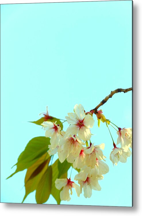 Cherry Blossom Metal Print featuring the photograph Cherry Blossom Flowers by Yuka Kato