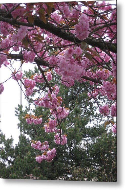 Cherry Blossoms Metal Print featuring the photograph Cherry Blossoms 1 by David Trotter