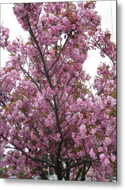 Cherry Blossoms Metal Print featuring the photograph Cherry Blossoms 2 by David Trotter
