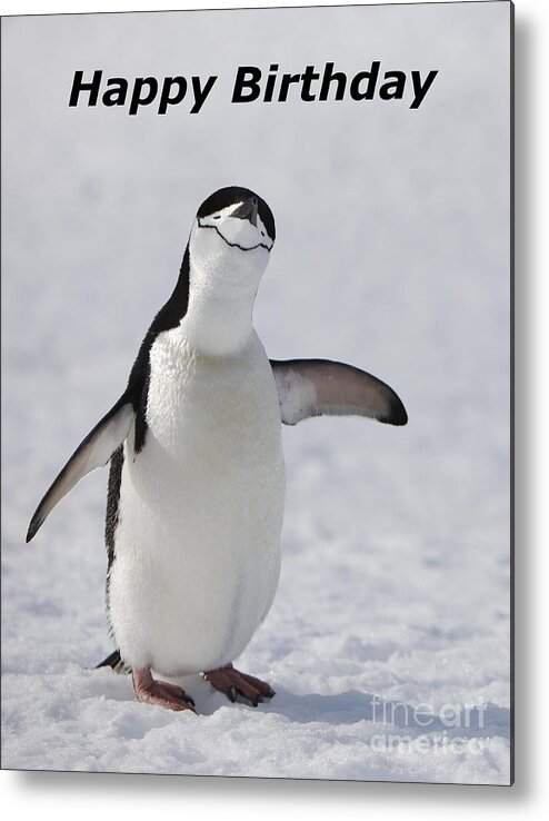 Happy Birthday Card Antarctic Chinstrap Penguin Pygoscelis Antarcticus Wild Snow Looking To Camera Bird Flightless Antarctica Ringed Penguins Bearded Penguins And Stonecracker Metal Print featuring the photograph Chinstrap Penguin by Andy Myatt
