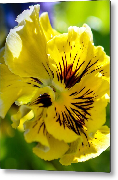 Pansy Metal Print featuring the photograph Close Yellow Pansy by Amy Porter