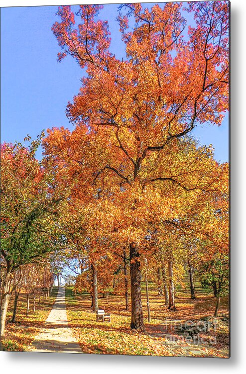 Autumn Leaves Metal Print featuring the photograph Colors of Fall by Charlie Cliques