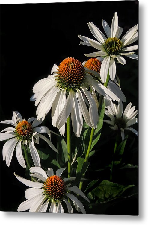 Flowers Metal Print featuring the photograph Cone Flowers by Robert Mitchell
