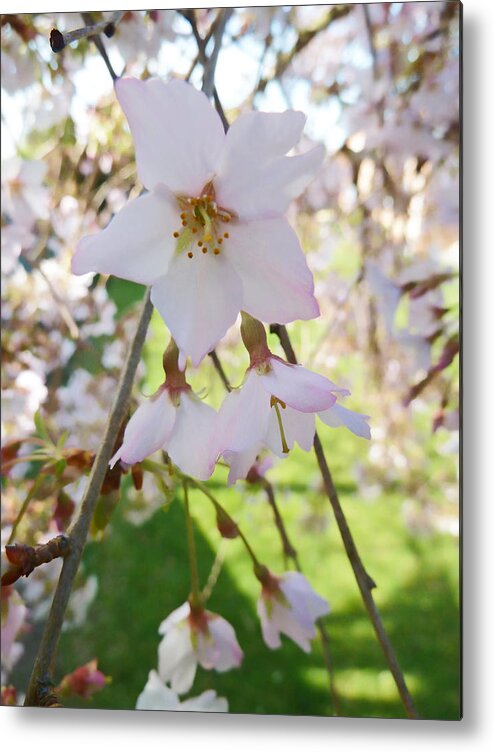 Blossom Metal Print featuring the photograph Conjunction by Steve Taylor