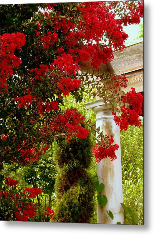 Fine Art Metal Print featuring the photograph Cupids Garden by Rodney Lee Williams