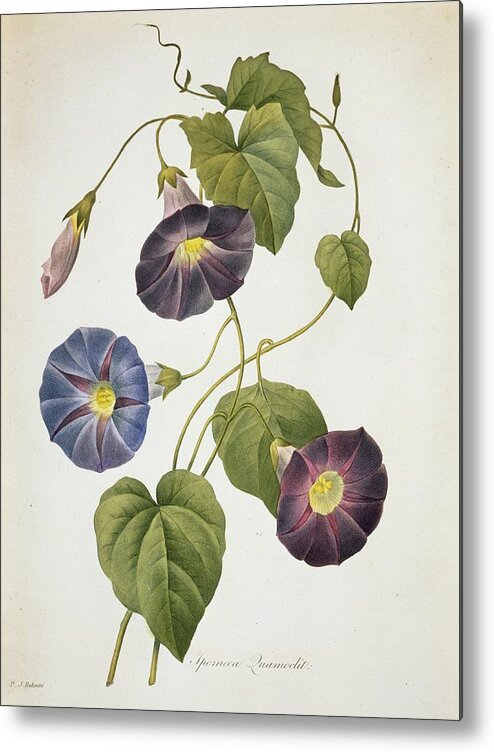 Illustration Metal Print featuring the photograph Cypress Vine Ipomoea Quamoclit by Natural History Museum, London/science Photo Library