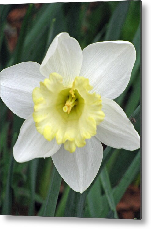 Daffodil Metal Print featuring the photograph Daffodil 06 by Pamela Critchlow